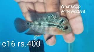 Rs.500 flowerhorn