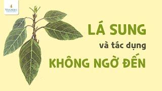 Lá sung và những tác dụng không ngờ đến