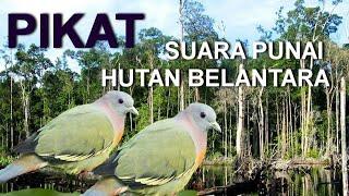 pikat, suara punai hutan belantara