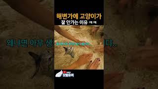 해변가에 고양이가 잘 안 가는 이유 ㅋㅋㅋ