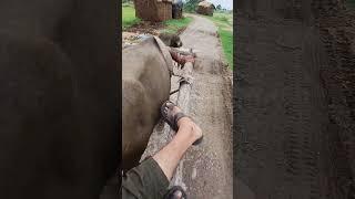 Sapphire | Migratory Aman #villagerlifestyle #vlogger #vlog #dailylife #dailyvlog #farmer #edsheeran