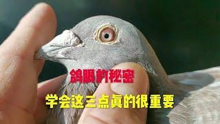 赛鸽配对眼睛的重要性你知道吗？学会这几点让你事半功倍！