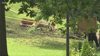 City of Cleveland worker killed by fallen tree on MLK Drive