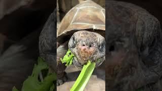 Galapagos Tortoise Slowly Coming for a Snack - Cincinnati Zoo #shorts