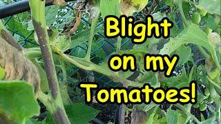 Tomato Blight!