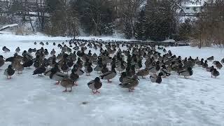 Alle Stockenten fliegen weg