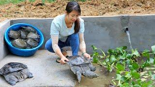 The girl completed the turtles pond and takes care of turtles | Build farm life - Phùng Thị Chài