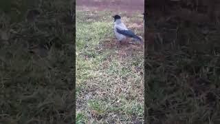 Ворона Пытливый Глаз на рассвете / Hooded crow Prying Eye at the sunrise