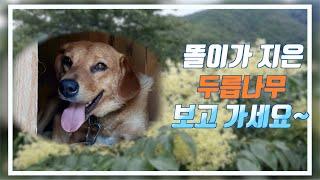 똘이가 지은 두릅나무 보고 가세요 / 핫바지 똘이의 숨겨진 능력 / 산스님의 힐링일상