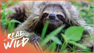 How Sloths Hide From Predators | Extraordinary Animals | Real Wild