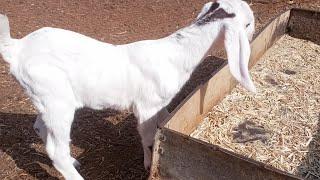 saini goat farm