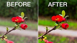 Samsung Galaxy S24 Ultra Before and After the update Photography!