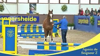 Zangersheide Stallion Presentation 2019