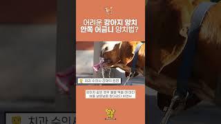 강아지가 양치질을 너무 싫어하는데 안쪽 어금니는 어떻게 양치해줘야할까요 ? #s동물메디컬센터 #강아지양치질 #강아지양치 #강아지치과