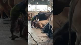 Huge Bulls Are Being Made to Stand Before Being Served Lunch || Sadeeqagro 2024 ||