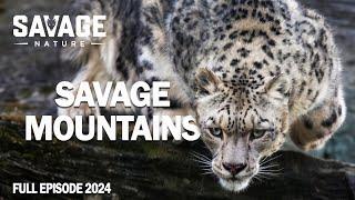 WILD MOUNTAINS | Extreme Survival in the Majestic Mountains | Animal Documentary