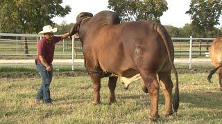 Brahman Rojo Rancho Huastecas - Campo - Mundo del Campo