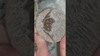 Inside this rock is a 55 million year old fossil #fossil #rock #satisfying #science