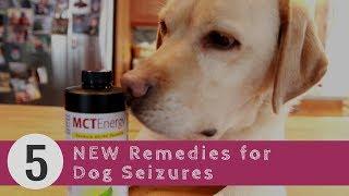 Dog Seizures: 5 New Remedies