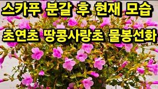 #초연초 #물봉선화 #일이아  #스카푸 분갈이 꽃들 #북방나비란 #땅콩사랑초 관리