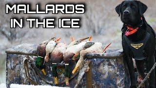 Breaking Ice for Mallards | Public Land Duck Hunt in Texas Snow!