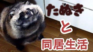 タヌキと2人暮らし　2020 02 16(Lives with a Tanuki)