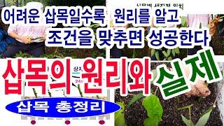 삽목 원리와 실제- 삽목 방법,  삽목하기에서 삽목 부패균 점검- 삽목 조건,  삽수 선택, 삽수 자르기, 삽수 소독, 삽목 용토, 꺾꽂이, 삽목 관리, 삽목 성공율, 삽목 요령