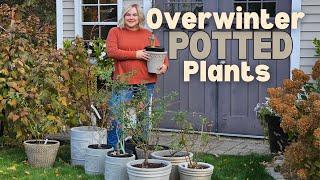 How to Overwinter Potted Plants, Trees & Shrubs. Keep Roses & Japanese Maples Alive Through Winter