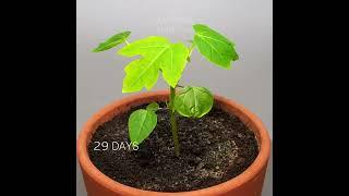 Growing Papaya tree - #timelapse #papaya #shorts