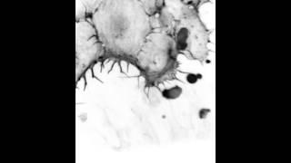 Migrating endothelial cells in a zebrafish embryo
