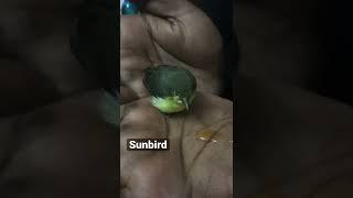 Baby sunbird Hand feeding honey drops #sunbird #birdslover 