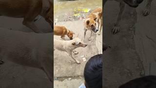 beautiful three dogs #amazing dog vdeo#Dog#