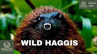 The Mesmerizing World Of Wild Scottish Haggis Animals