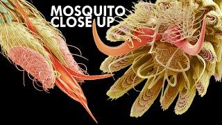 Mosquito: The Ultimate Killer