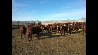 Wayne & Brian Slenders 850# Red Angus X Steers