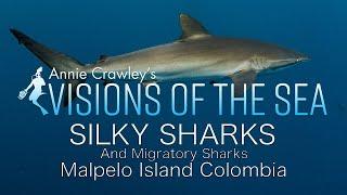 Sharks of Malpelo Colombia feat Silky Sharks Galapagos Sharks Whale Sharks Ferox Sharks & Bait Balls