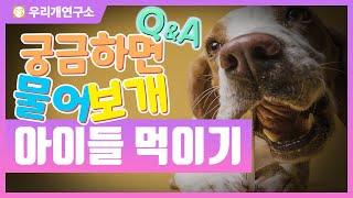 궁금하면 물어보개 짧은 Q&A 아이들 먹이기 #강아지먹이기 #우리개연구소 #우개연