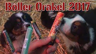 Böller-Orakel 2017 | Welpen-Edition | FireworksandBalloons