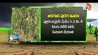 Pest Control in Kandi Cultivation | కందిలో చీడపీడల నివారణ | Matti Manishi | 10TV News