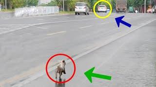 Left in the middle of the road, she cried and tried to run nearly 3km to chase the owner's car