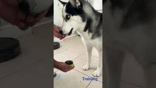 How To Train a Dog with Talking Buttons #dogtalking