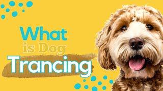 What Is Dog Trancing