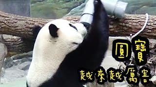 圓寶點心罐罐玩超久，為了點心超努力|熊貓貓熊The Giant Panda Yuan Yuan and Yuan Bao|台北市立動物園