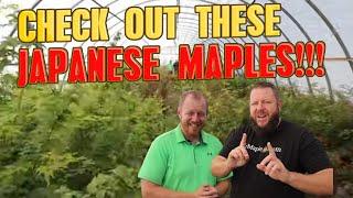 Japanese Maple Nursery Tour! Walking Through MrMaple.com Greenhouse #18 with Matt & Tim
