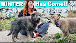 NEW Lycan Shepherd Puppies! - Winter & Toki Arrive!