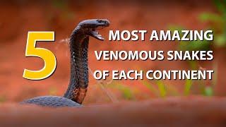 5 most amazing venomous snakes of each continent