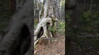 The Scariest Tree You’ve Never Seen.. #creepy