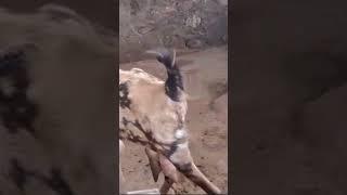 NK vlogs 6378537069 #goat #comedy #animals #funny #dog #pets #love #cute #trending #farming