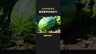 蔬菜产量好，轮作套种有技巧 #種菜小技巧