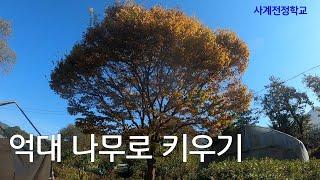 억대 나무로 키우기 #218사계전정학교 작업24 11 13